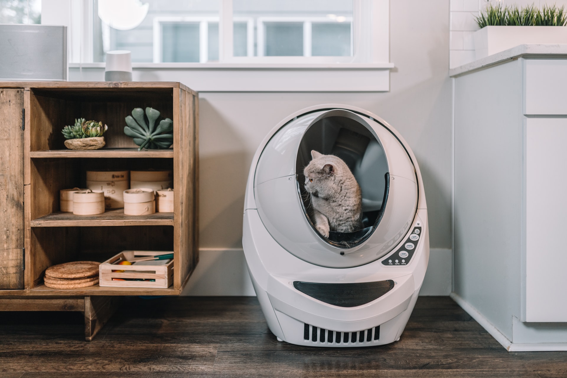 Litter Robot Review - Self Cleaning Cat Litter Box